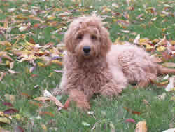 Goldendoodle